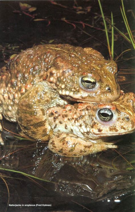 Amphibian Habitat Management Handbook | NHBS Academic & Professional Books