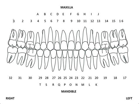 Universal Tooth Numbering System - Anomalies of Tooth Structure - Dentalcare