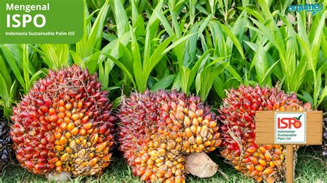 seberapa penting ispo bagi petani sawit