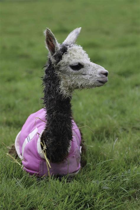 BABY ALPACA ALERT!! - Alpaca Walking - Spring Farm Alpacas