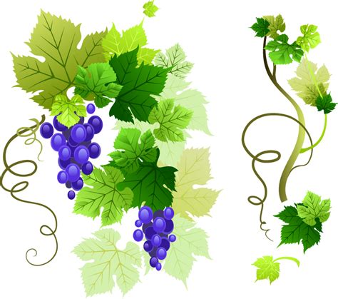 Grape Vine Leaf Png Image Png Mart