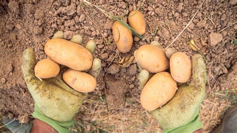 Male Hands Harvesting Fresh Organic Potatoes From Soil Man Gathered