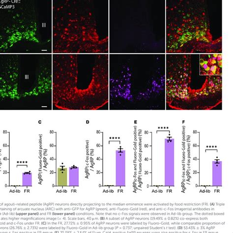 Chemogenetic Activation Of Agouti Related Peptide Agrp Neurons By