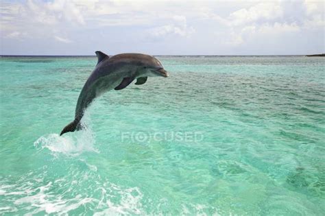 Bottlenose Dolphin Jumping — life, vitality - Stock Photo | #164929350