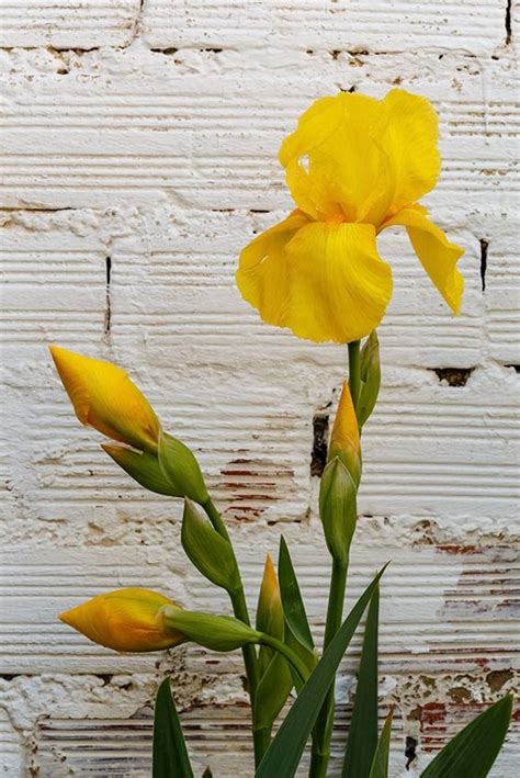 Cómo cultivar el lirio común para llenar de color tu jardín Foto 8