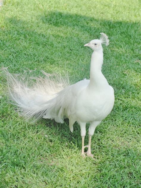 Albino Peacock by CALADALYNIA930 on Etsy