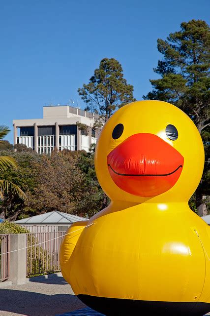 Duck and UCSB Gaucho mascot | Flickr - Photo Sharing!