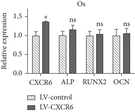 CXCR6 Overexpression By Lentivirus Transfection Technique A