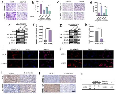 Figure 3 From USP53 Exerts Tumor Promoting Effects In Triple Negative