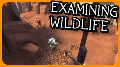 Examining Tf2 Wildlife The Baby Soldier Youtube