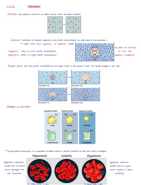 Solution Ib Biology Topic Membrane Transport Notes Studypool