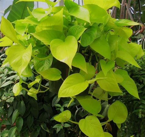 Jual Tanaman Sirih Gading Kuning Neon Pothos