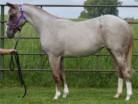 For Sale - Porter Quarter Horses