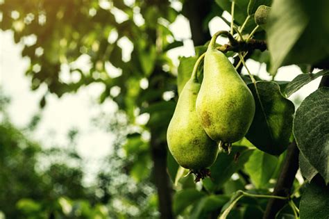 Pir Di Cabang Pir Hijau Unripe Pohon Pir Pir Muda Lezat Tergantung Di