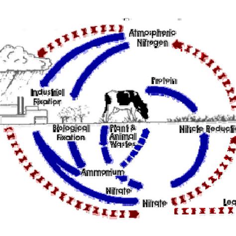 Life Cycle Of A Typical Dairy Cow Download Scientific Diagram