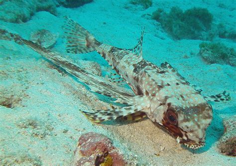 Flying Gurnard Hilary Foster Flickr