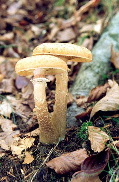 Armillaria mellea es un hongo que puede ser patógeno para las plantas