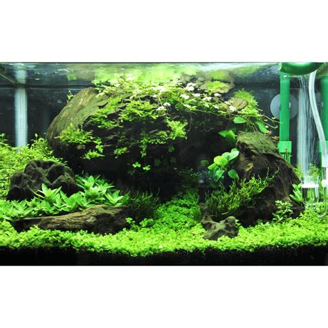 Mvm E Comerce Java Moss Vesicularia Dubyana Aquarium Live Plant Bunch