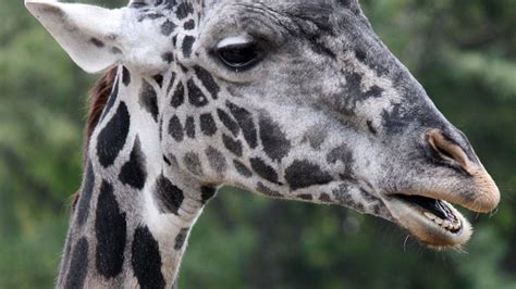 How The Giraffe Got Its Spots A Genetic Just So Story Dna Science