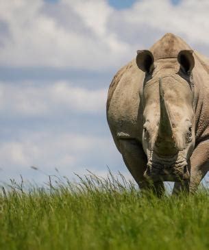 Southern White Rhino | The Wilds