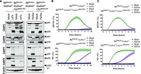 Caspase 3 And Caspase 7 Are Critical For Inflammasome Induced Apoptosis