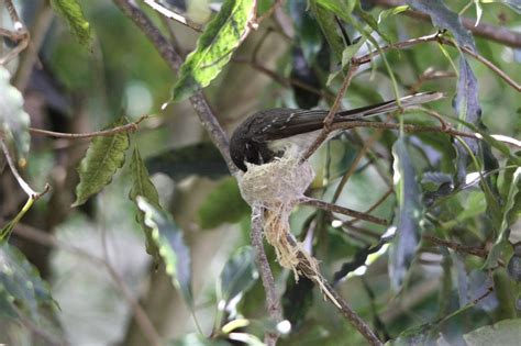 Pete's Flap Birding Aus: Grey fantail nest building, Phillip Island birds