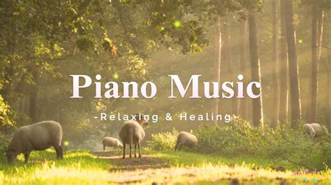 Relaxation Music Collection Meditation And Deep Sleep 🎹nature Sounds🎼