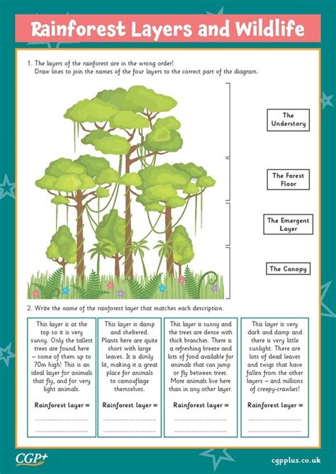 Rainforest Layers And Wildlife Years 5 6 Cgp Plus Worksheets Library