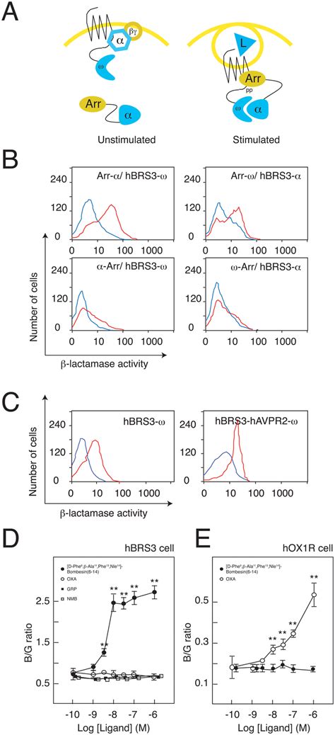 Lactamase Efc Assay To Monitor The Agonist Induced Gpcr Arrestin