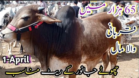 Darmiyana Janwar 2024 Qurbani Ka Liya Season 2024 Karachi Cow Mandi