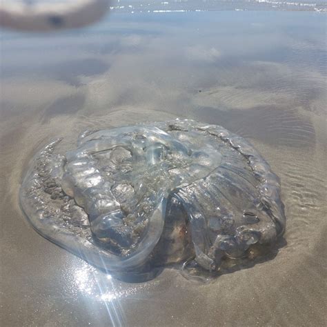 Apareció una medusa gigante en Playa Unión 2023