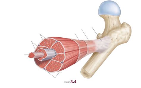 skeletal muscle diagram quizlet
