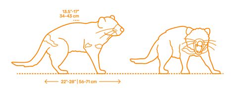 Tasmanian Devil (Sarcophilus harrisii) Dimensions & Drawings | Dimensions.com