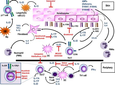 Targeting The Th17 Pathway In Psoriasis Elloso 2012 Journal Of