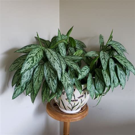 jenis tanaman aglaonema hias  dekorasi indooroutdoor