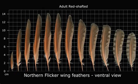 The Feather Atlas Feather Identification And Scans Feather