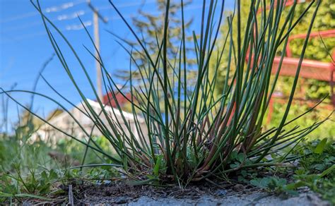 Plant identification needed - Page 3 - General Gardening - Growing Fruit