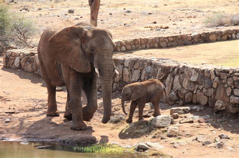 Download free photo of Elephant,south africa,africa,wild,tusk - from ...