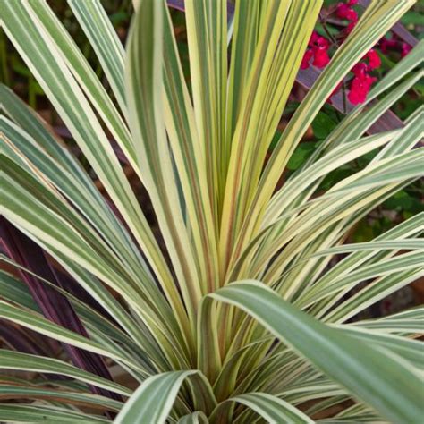 Cordyline Dazzler Australis Jardinerie Ferriere Fleurs