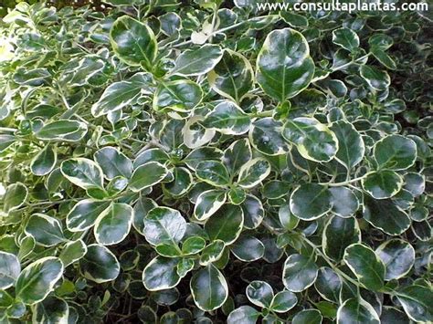 Coprosma Repens O Planta Espejo Cuidados