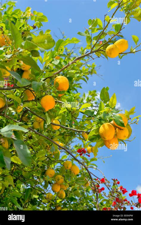 Lemon Tree Hi Res Stock Photography And Images Alamy