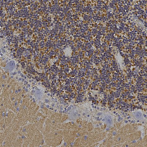 Chicken Polyclonal Antibody To VLP1 Cat CPCA VLP1 EnCor Biotechnology