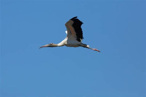 230 Stork Stretch Stock Photos Pictures And Royalty Free Images Istock