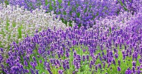 List of Different Types of Lavender Plant with Pictures