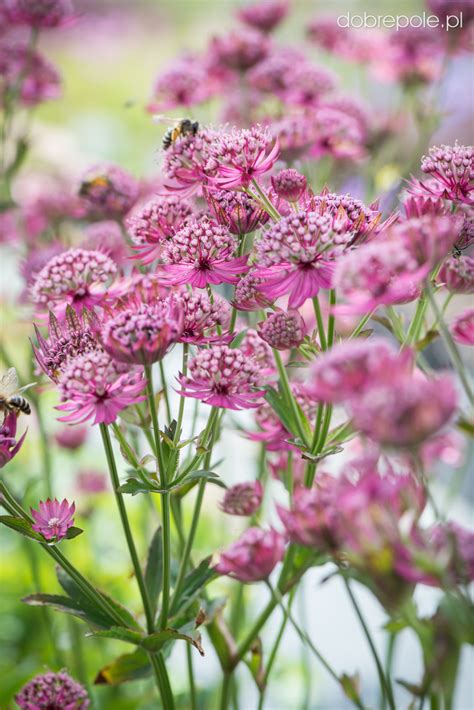 Szk Ka Bylin Dobrepole Astrantia Major Cerise Button Jarzmianka