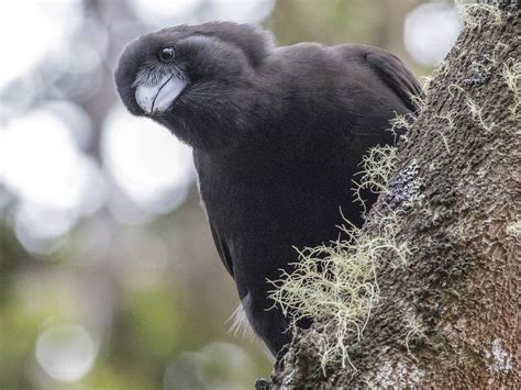 Hawaiian Crow