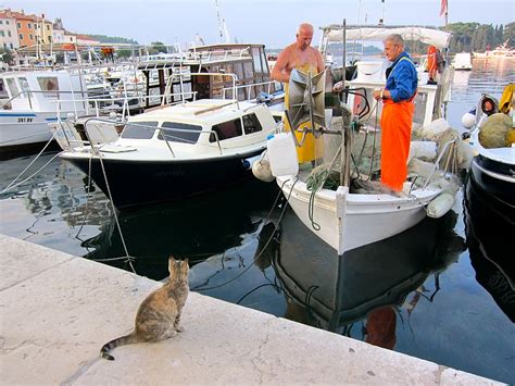 A Day In Rovinj A Lively Fishing Port In Croatia Traveling Cats