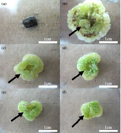 Callus Induction From The Leaf Explants Of O Sanctum After Weeks Of