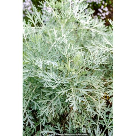 Artemisia Powis Castle Feuillage Argent P Pini Re Du Penthi Vre