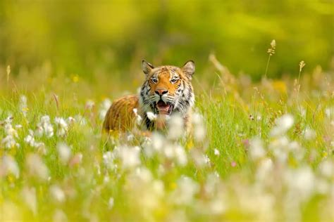 20 choses à savoir sur les tigres de Sibérie Animaux du monde entier